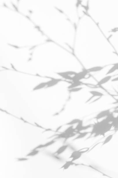 istock Gray shadow of the leaves on a white wall. 1169027576