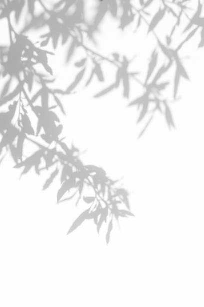 istock gray shadow of the leaves on a white wall 1169027580