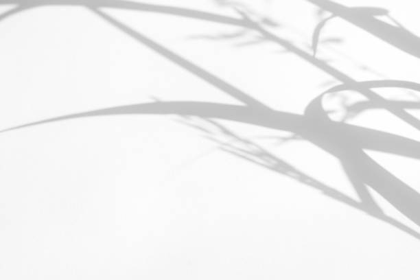 istock Gray shadows of the delicate grass 1169027581