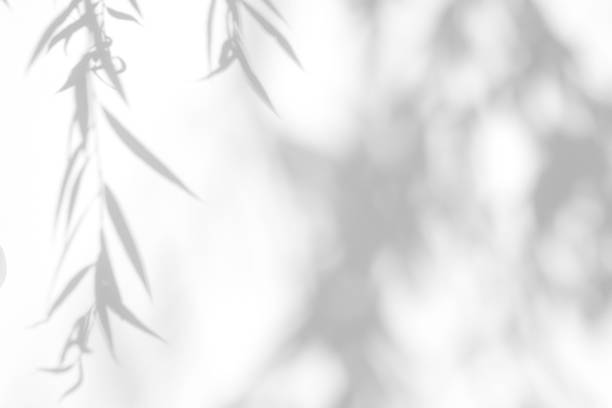 istock Gray shadow of the leaves on a white wall. 1169027652