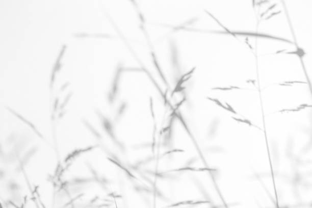 Gray shadows of the delicate grass