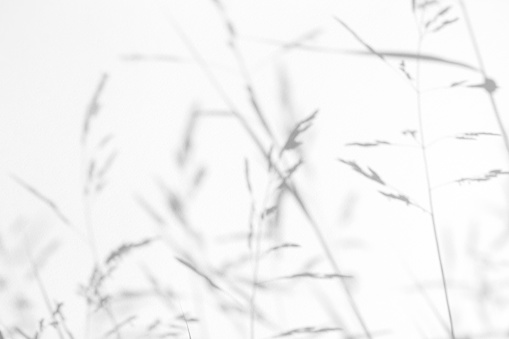 Gray shadows of the delicate grass on a white wall. Abstract neutral nature concept background. Space for text. Blurred, defocused. Overlay effect for photo, mock-ups, posters, stationary