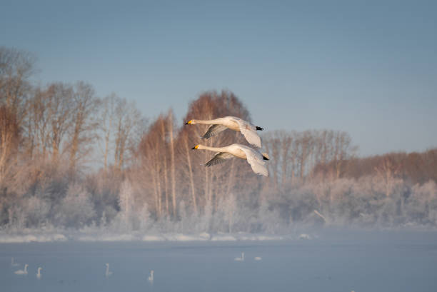 istock A group of swans flying over the lake 1169027736