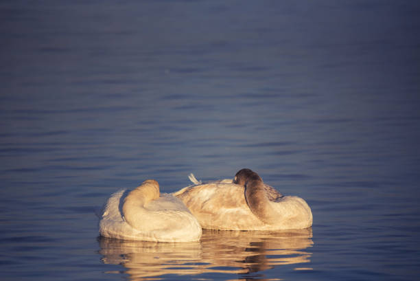 Beautiful Whooper swan (Cygnus cygnus) sleeping in close up, species of waterfowl is a large northern hemisphere swan