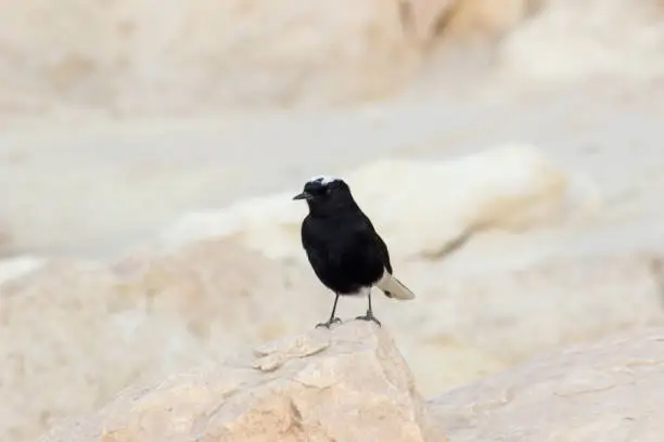 White-crowned wheatear  stand on rock