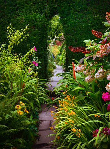 A pathway through an English Garden and Yew hedge in late summer