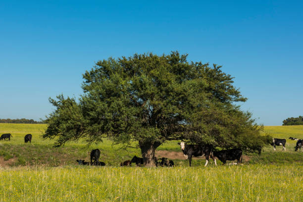 istock Cow in its inhabit 1169031824