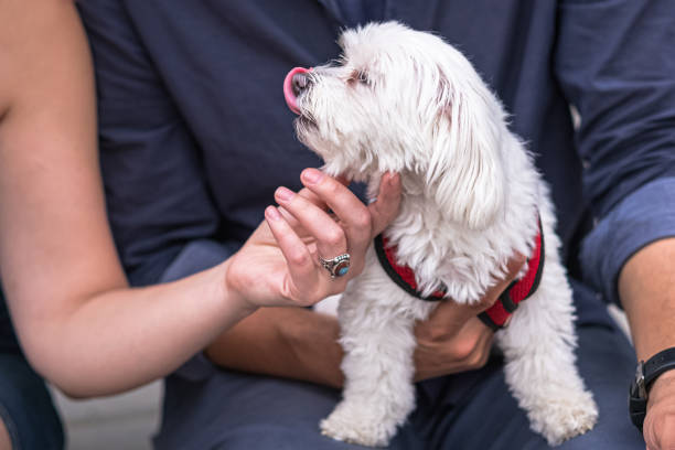 istock White puppy on lap looking for love 1169031864