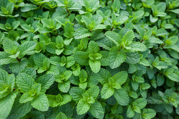 istock Mint plant grow at vegetable garden 1169032886