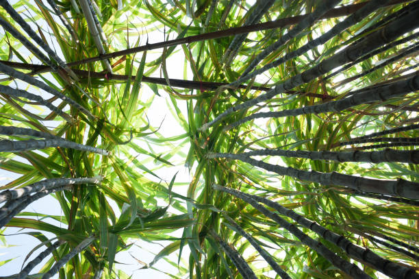 istock Sugarcane plants in growth at field 1169033132