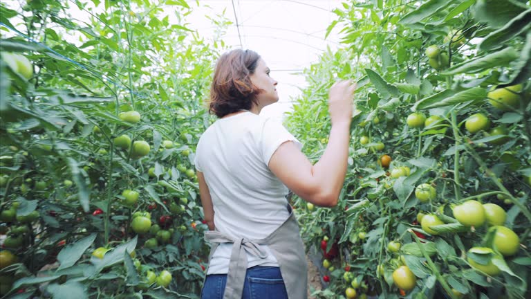 Young woman checking the tomatoes production.