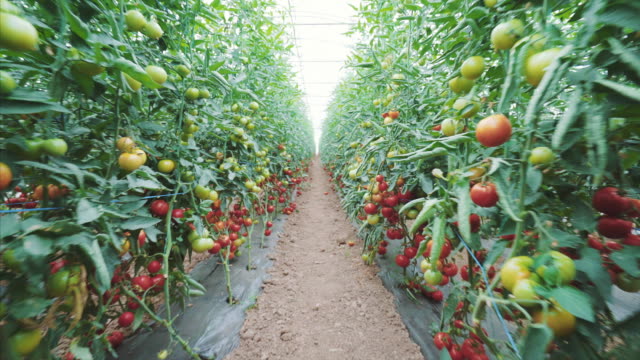 Tomatoes production in a greenhouse.