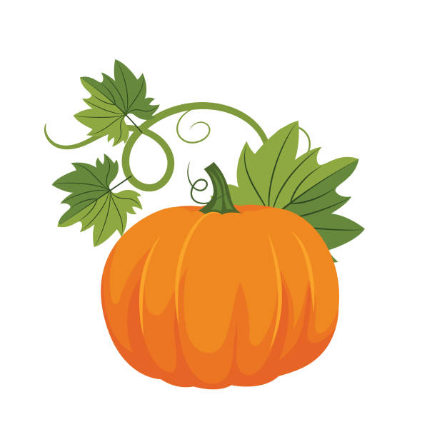 плоский дизайн тыквы - pumpkin stock illustrations