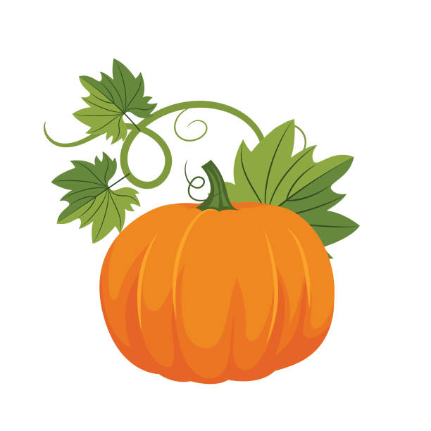Flat Design Pumpkin Autumn pumpkin on a white background pumpkin stock illustrations