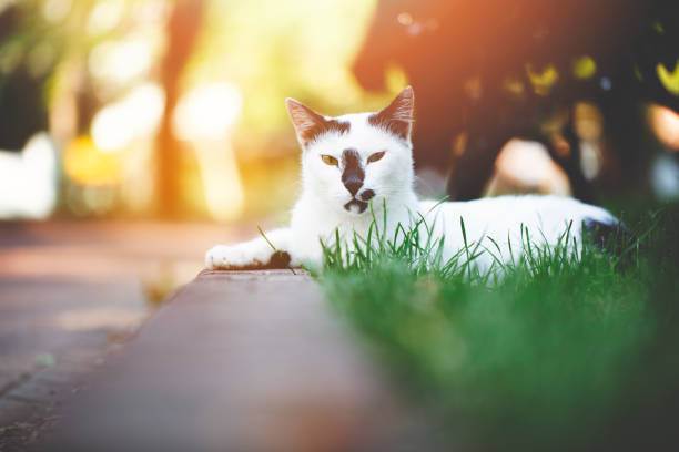 Cute cat under sunshine at park