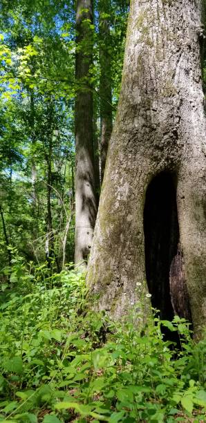 istock Tales of Fae 1169038342