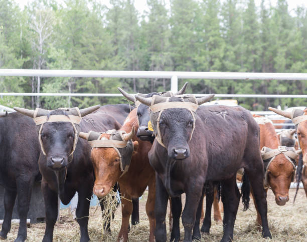 istock herd of steers 1169038969