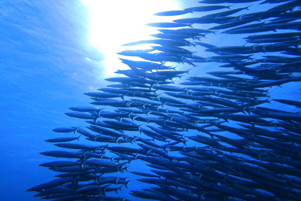 istock Large group of barracuda and sunlight 1169039097