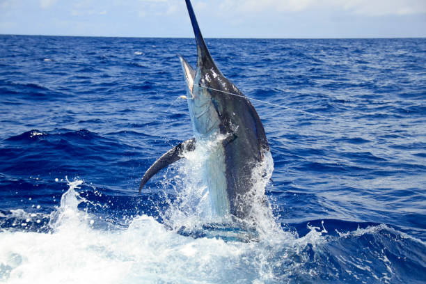 Black marlin jumps near gameboat Black marlin jumps near boat deep sea fishing off Cairns, Australia marlin stock pictures, royalty-free photos & images