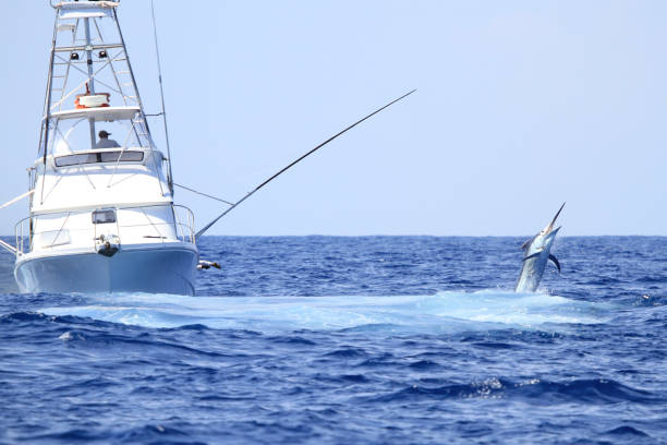 Game fishing boat fighting a marlin A big marlin jumps near a charter fishing game boat near Cairns. big game fishing stock pictures, royalty-free photos & images