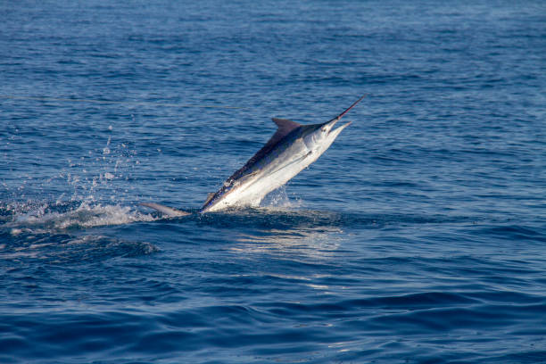 istock Black marlin jumps in calm seas 1169039739