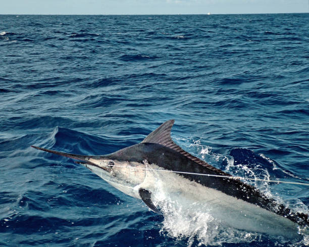 istock Black marlin jumps across the water 1169039756