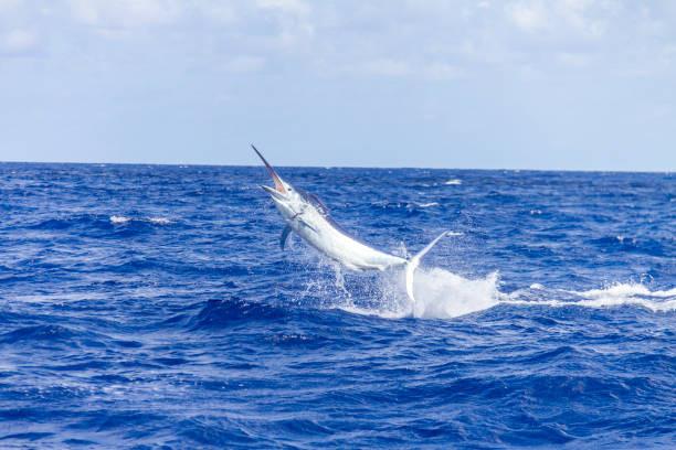 le marlin noir beutiful saute hors de l'eau - big game fishing photos et images de collection