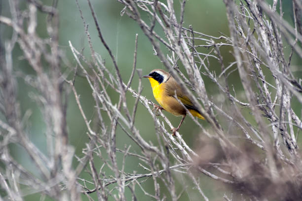 istock Cute little feathered friends in the trees. 1169041736