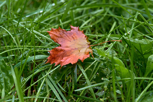 Lonely red maple leaf lying in green grass wet from morning dew. Close-up. Beautiful natural bokeh. First sign of autumn coming. Copy space