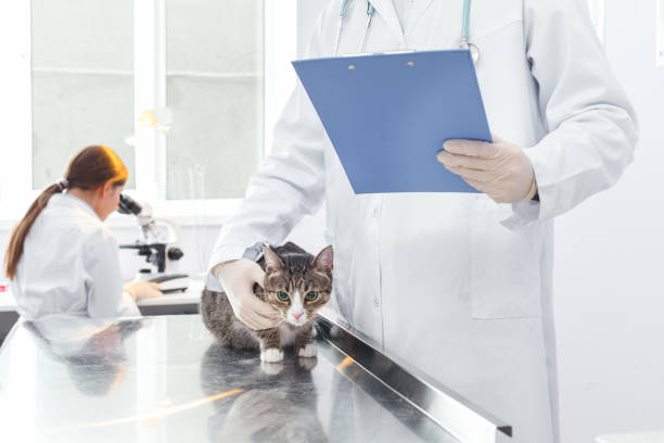 istock Closeup picture woman looking through a microscope, man write a medical history 1169042487