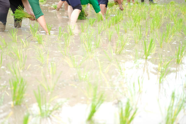 istock farmer growing rice in paddy field, people planting seedling 1169042581