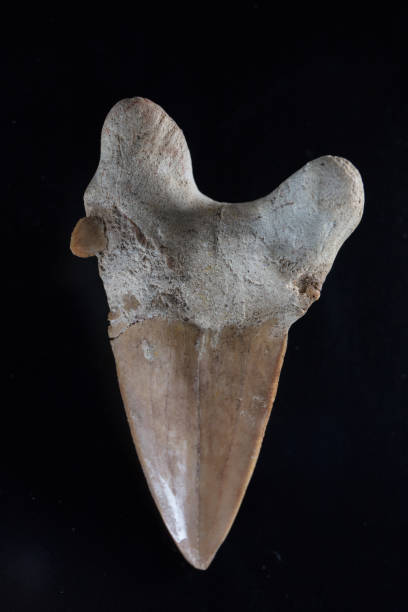 istock Shark tooth fossil 1169043420