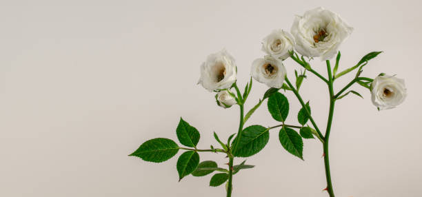 istock White roses isolated on white background. Copy space for text. 1169044744