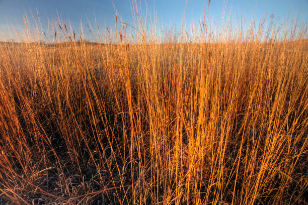 istock tall prairie grass in morning light, Kansas 1169045824