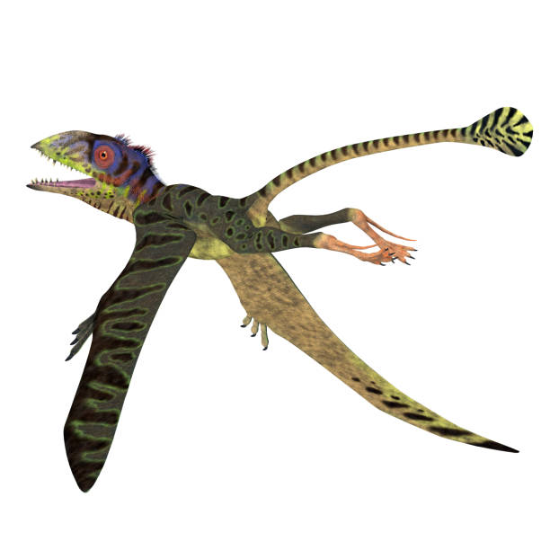 istock Peteinosaurus Reptile Tail 1169046711