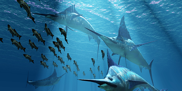 A pack of Indo-Pacific Blue Marlin predatory fish hunt a school of Pacific Herring fish.