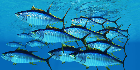 Yellowfin tuna fish swim in large groups looking for their prey such as large schools of ocean herring fish.
