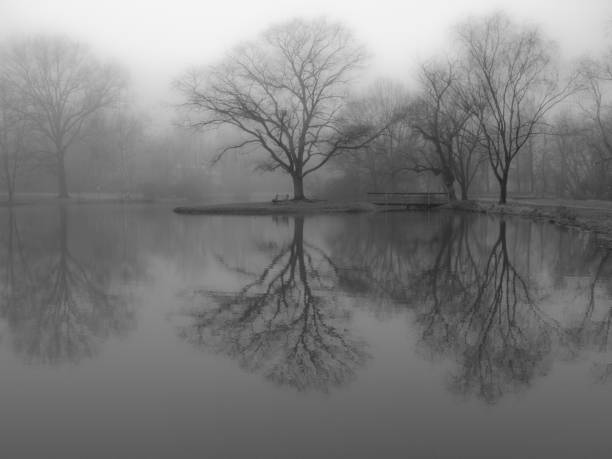 black and white pictures of tranquil pond with fog in winter.  Willow trees reflecting on water surface