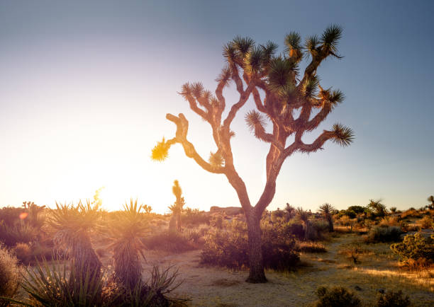 istock Joshua Tree National Park, Mojave Desert, California 1169047616