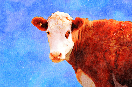 This is my Photographic Image of a Cow in a Watercolour Effect. Because sometimes you might want a more illustrative image for an organic look.
