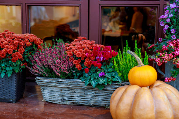 Autumn garden on the terrace a late afternoon - Flowers in pots