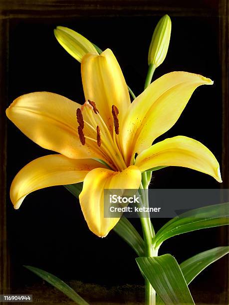 Flor Amarela - Fotografias de stock e mais imagens de Amarelo - Amarelo, Cor preta, Cor verde