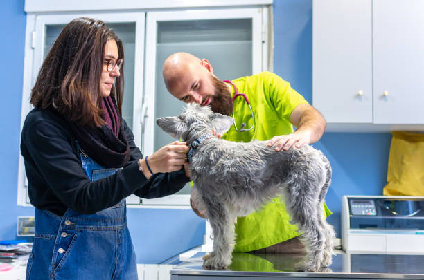 veterinary consultation, veterinarian inspecting a schnauzer with the owner - vet domestic cat veterinary medicine stethoscope imagens e fotografias de stock