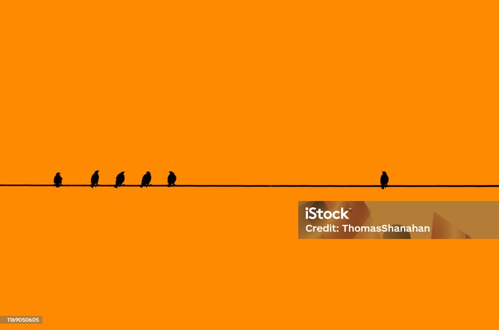 Birds in a Row with one by Itself. Many birds in silhouette against a orange background perching on a single cable/wire with a single bird away by itself. Standing Out From The Crowd Stock Photo