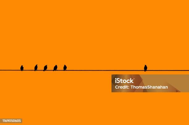 Birds In A Row With One By Itself Stock Photo - Download Image Now - Standing Out From The Crowd, Contrasts, Individuality