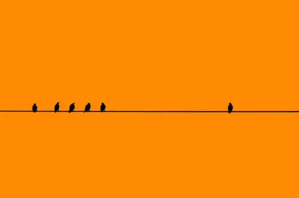 Photo of Birds in a Row with one by Itself.