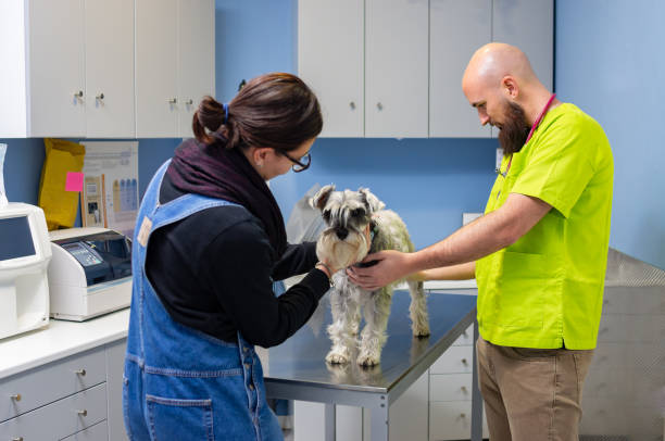 veterinary consultation, veterinarian inspecting a schnauzer with the owner - vet domestic cat veterinary medicine stethoscope imagens e fotografias de stock