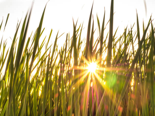 Sunburst Through Marsh Reeds stock photo