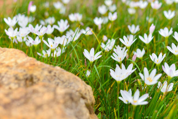 istock white flower in the park on ground 1169056270