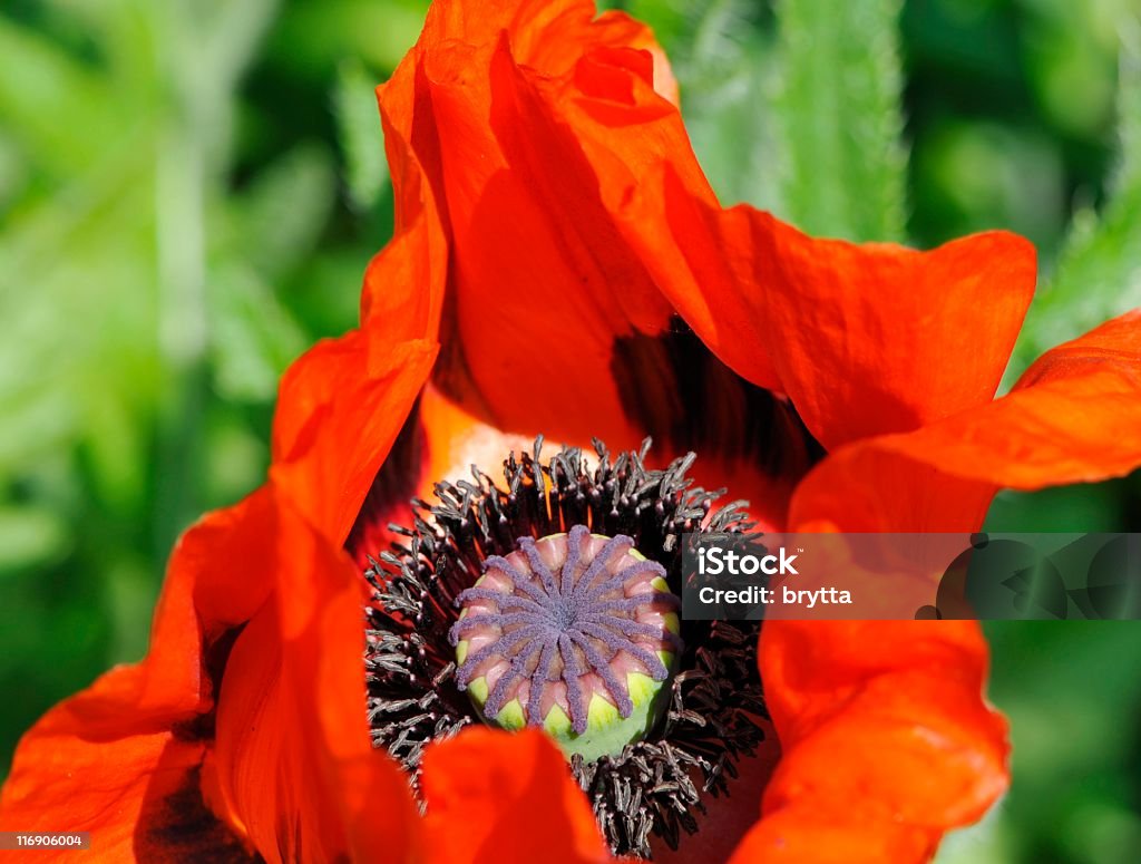 Amapola - Foto de stock de Amapola - Planta libre de derechos